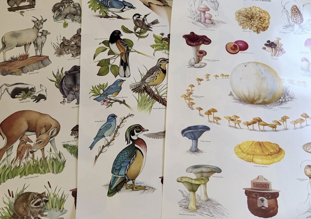 Vintage SET OF 3 1980s Smokey The Bear Posters Mushrooms Woodland Animals Birds